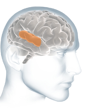 Image représentant la ressource