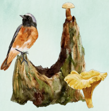 Image représentant la ressource